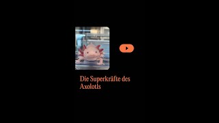 Die Superkräfte des Axolotls [upl. by Andrel63]