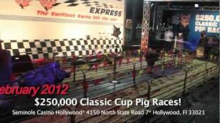 Seminole Casino Hollywood 250000 Classic Cup Pig Racesmov [upl. by Aneeras489]