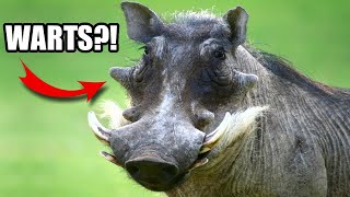 Warthog Facts WHY the WARTS 🐖 Animal Fact Files [upl. by Nehttam]