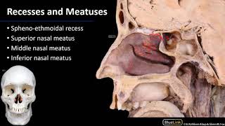 Nasal Cavity Sinuses and Ear  Lateral Wall of Nasal Cavity [upl. by Teria]