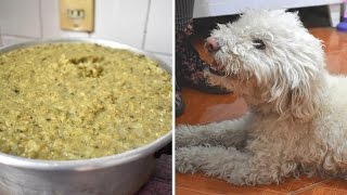 RECETA DE COMIDA PARA PERRO [upl. by Aissyla]