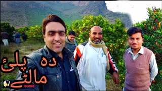 Visit to Palai Orange Farms  Da Palai Maalte with Hayat amp Wajid amp Zeeshan ft Diljan Entertainment [upl. by Eilata]