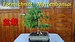 Formschnitt Myrtenbonsai [upl. by Aihsas]