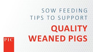 Sow Feeding Tips To Support More Quality Weaned Pigs  Pig Improvement Company PIC [upl. by Biegel538]