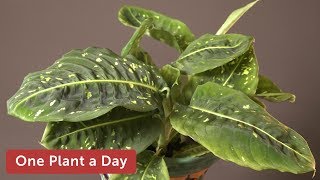 Dieffenbachia sp Reflector Houseplant Care — 302 of 365 [upl. by Nisaj]