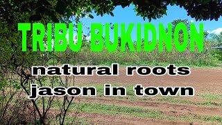 Tribu Bukidnon by naturalrootsjason in town music lyrics [upl. by Eiffe757]