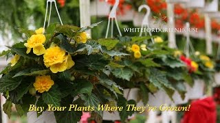 Tuberous Begonia HB Planting [upl. by Woodward936]