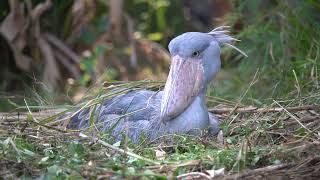 Shoebill Stork Nesting [upl. by Dyun]