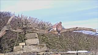 Male Kestrel Lovingly Feeds his Girlfriend  Discover Wildlife  Robert E Fuller [upl. by Ynot678]