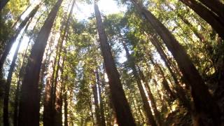 Muir Woods National Monument Tour Video [upl. by Baxter109]