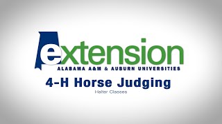 4H Horse Judging Halter [upl. by Lewse]