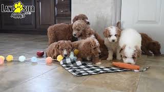 Beautiful Goldendoodle Puppies [upl. by Bilicki]