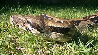 I have a boa constrictor stuck to my face woman calls 911 while being bitten by snake [upl. by Enahs996]