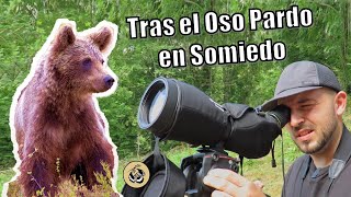 El Oso Pardo de perseguido a venerado [upl. by Aiam608]