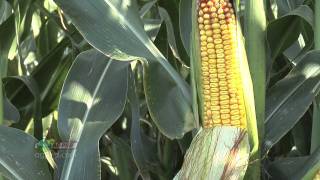 Farm Basics 699Corn Maturity Stages Air Date 82811 [upl. by Ahsinrev]