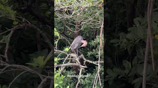 Reddish egret [upl. by Fattal636]