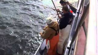 Fishermen party boat Stripers and Bluefish jigging [upl. by Olrac]