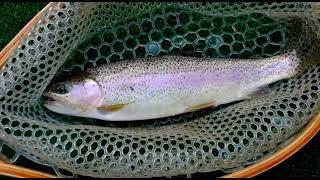 Fishing The IMNAHA RIVER By Far the Most Beautiful Place I Have Ever Fished [upl. by Telfore]