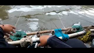 PERTAMA KALI NGEVLOGJANGAN DI GALAKINMANCING IKAN EMAS 1 mancing empang ikanemas lomba [upl. by Clary481]