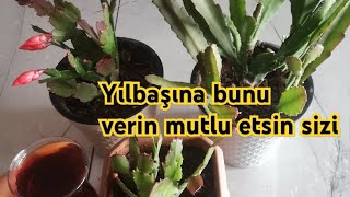 Yılbaşı ve Atlas çiçeğim nasıl mutlu etti🌹💯Neler yaptık onlara🌷🌺aboneolun keşfet paylaş çiçek [upl. by Norha]