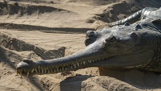 Gharial in Natural Habitat Chituan NP Gavialis gangeticus gavial crocodile [upl. by Annavas]