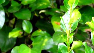 Canon Powershot SX30 IS HD test 720p [upl. by Eesdnil843]