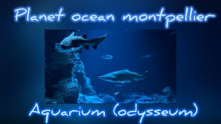 AQUARIUM odysseum Montpellier [upl. by Annoj]