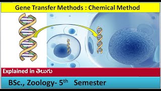 Gene Transfer Methods  Chemical method  HSR Bioinfo [upl. by Adyela]