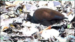 Orange footed Scrubfowl Megapodius reinwardt [upl. by Mendes]