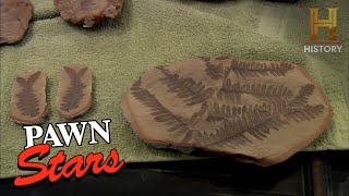 Pawn Stars 290 MILLION Year Old Spider Fossil in Vegas Season 3 [upl. by Fricke]