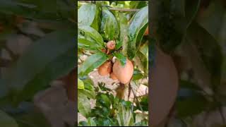 Sapodilla fruit ExoticPlantsBangladesh [upl. by Ettevram462]