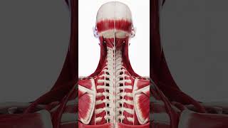 Exploring the Neck An Exploded View of Muscle Anatomy anatomy 3dmodel [upl. by Lidah]