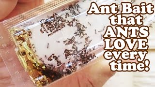 How To Get Rid Of ANTS  Terro Ant Liquid Borax Bait Killer Trap  Sugar Black Insects Traps Jazevox [upl. by Atteynod]