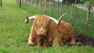 Hamish Scotland highland bull [upl. by Shaylah]