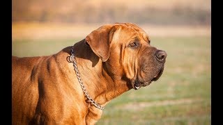 معلومات عن كلب التوسا اينو  tosa inu dog breed 101 [upl. by Htebasyle592]