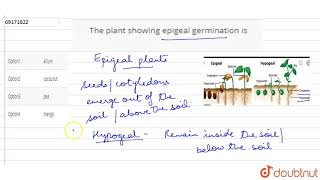 The plant showing epigeal germination is [upl. by Bern]