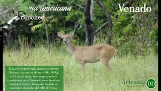 Maravilloso Venado en los llanos colombianos Muestra de nuestra Biodiversidad [upl. by Hornstein]