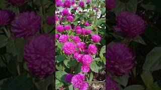 Gomphrena Globosa PalntGlobe Amaranth shorts amaranth flowers globe nature plants gomphrena [upl. by Harac7]