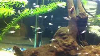 Geophagus Brasiliensis Fry Feeding [upl. by Schug]