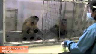 Capuchin Monkey Disapproves of Inequality in Viral Video [upl. by Akehsal]