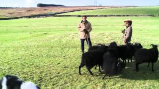 One woman and her dog A sheepdog handling course in Cumbria [upl. by Abel689]