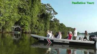 Reallatino Tours Bootsafari im Tortuguero Nationalpark [upl. by Anirb424]