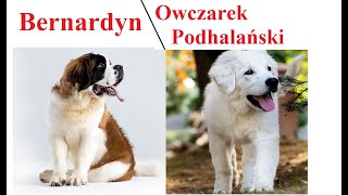 Bernardyn a Owczarek Podhalański  PORÓWNANIE [upl. by Lyssa]