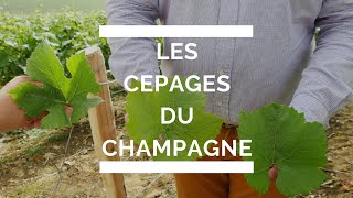 Comment identifier les cépages du champagne et du ratafia [upl. by Viv781]