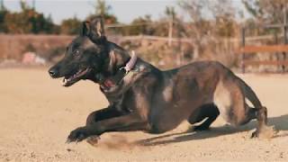 👑Perro Pastor Belga Malinois realizando salto de longitud  Mondioring [upl. by Ylicic]