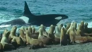 Killer Whales vs Sea Lions  Attenborough Trials of Life  BBC Earth [upl. by Reviel141]