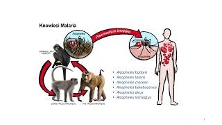 Knowlesi malaria [upl. by Lowell]