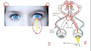 Reflexo fotomotor direto e consensual [upl. by Ahsiret528]