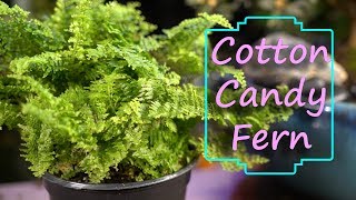 Cotton Candy Fern  Nephrolepis Exaltata Cotton Candy  FernFriday [upl. by Led]