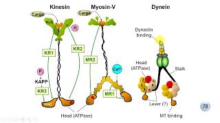 Motor protein Cilia amp flagella [upl. by Stoeber]